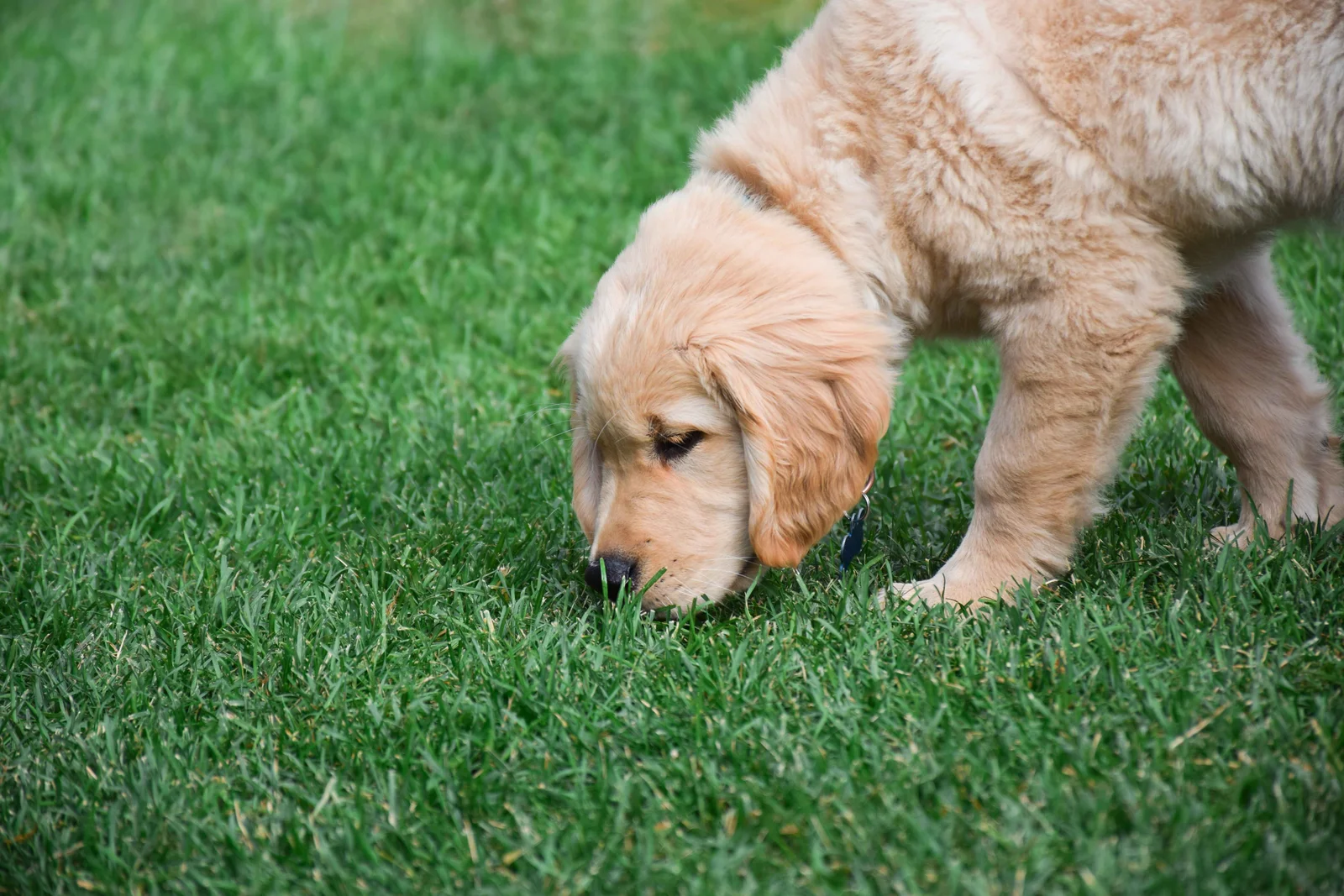 why is my dog suddenly eating grass while sniffing and grazing in the backyard