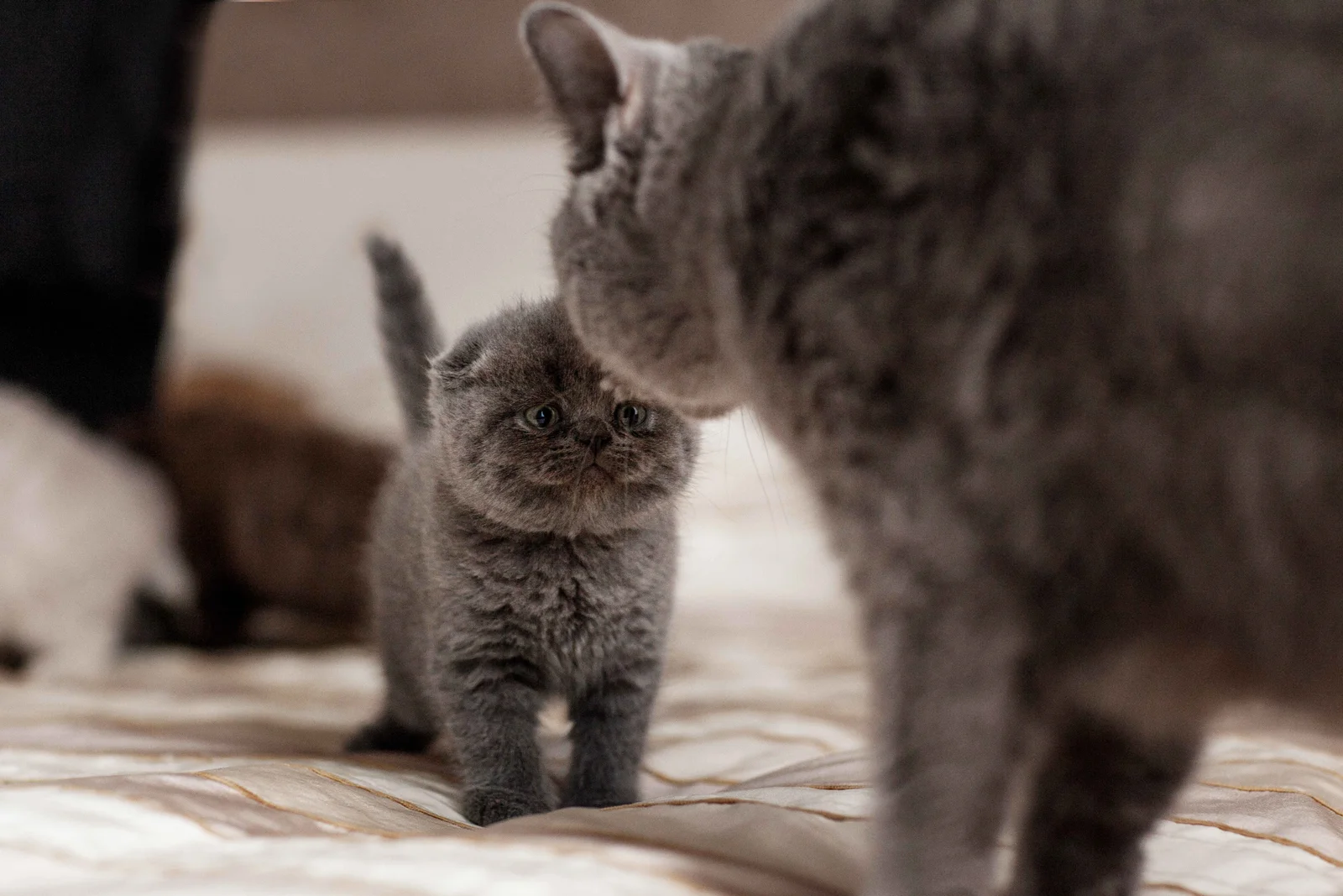Why Do Cats Move Their Kittens? A mother cat checks and guides her curious kitten before moving it to a safer place