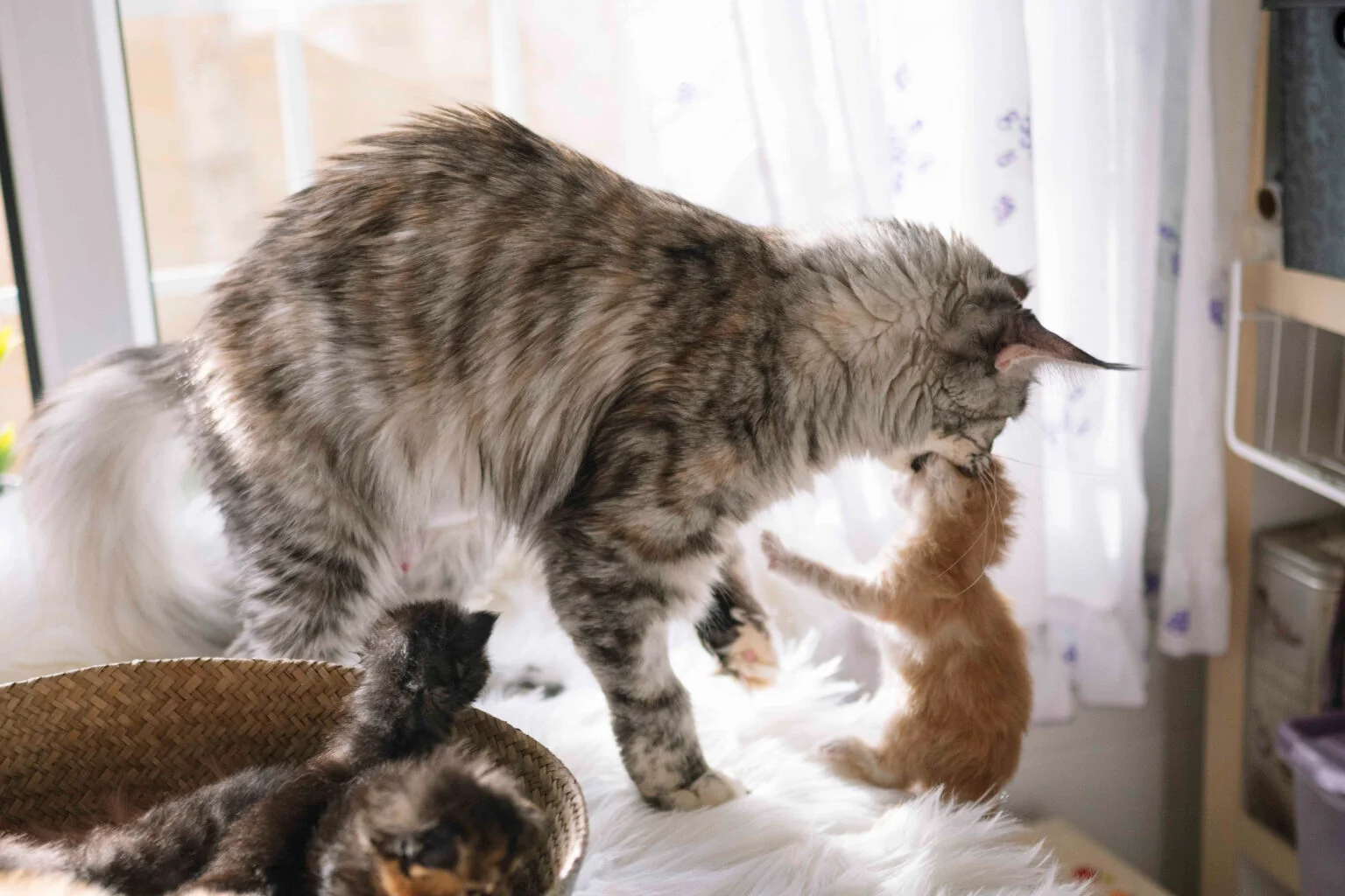 Why Do Cats Move Their Kittens? A mother cat gently carries one of her kittens to a new nesting location