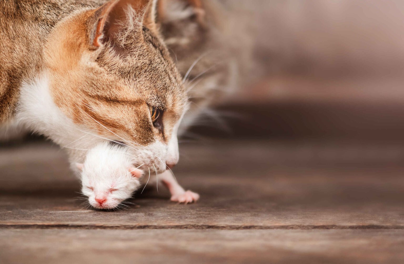 Why Do Mother Cats Eat Their Kittens in rare cases due to stress, illness, or survival instincts