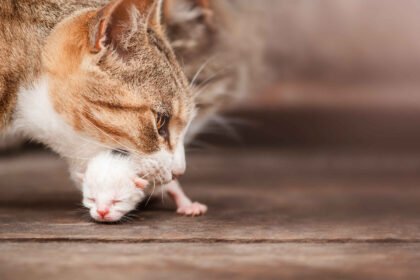 Why Do Mother Cats Eat Their Kittens in rare cases due to stress, illness, or survival instincts