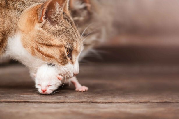 Why Do Mother Cats Eat Their Kittens in rare cases due to stress, illness, or survival instincts