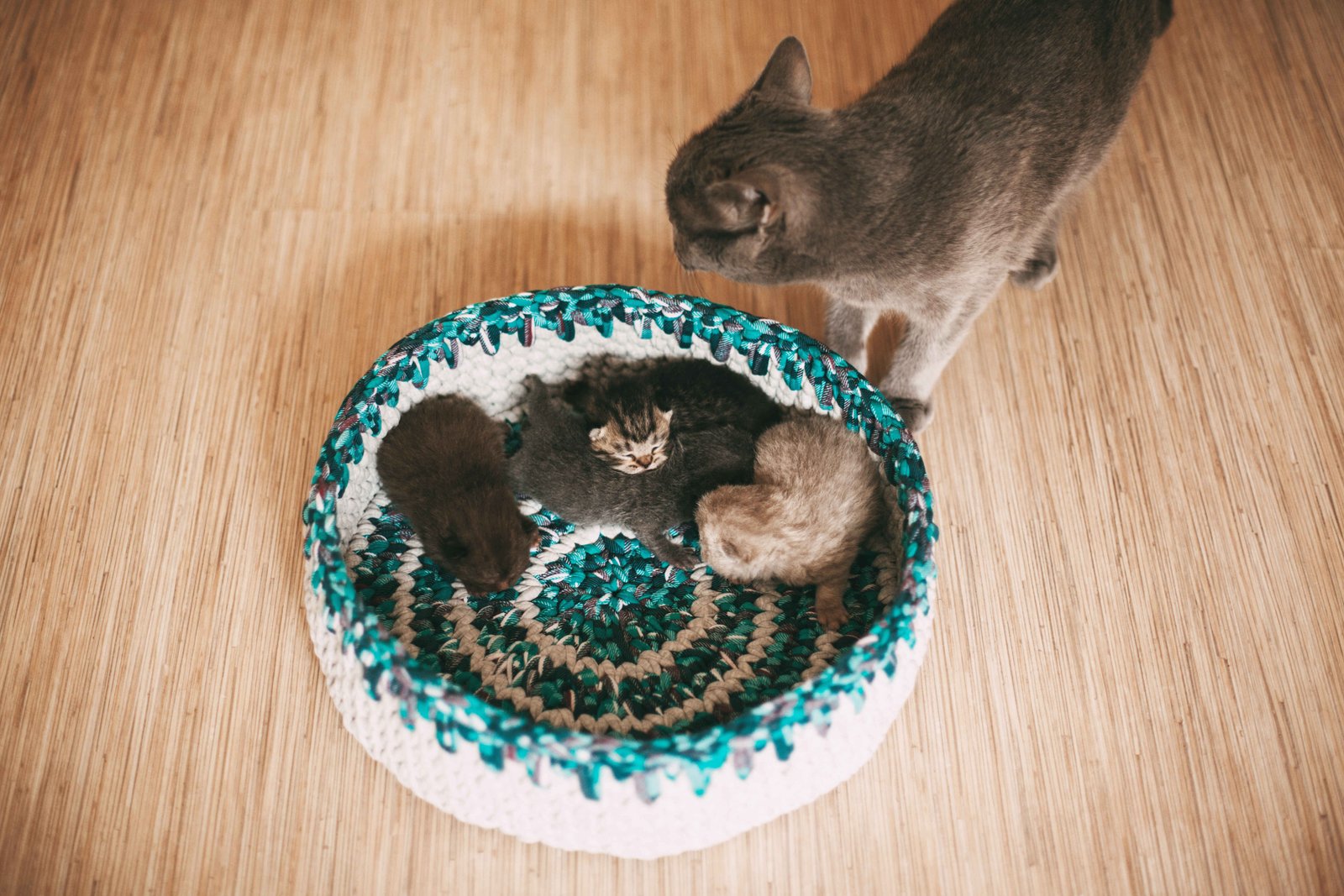 Mother cat looking at four newborn kittens in a basket