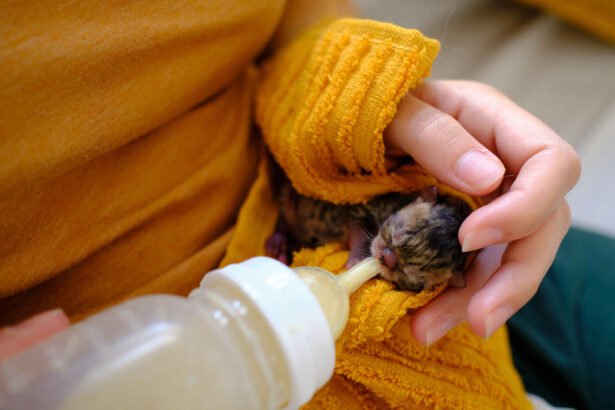 Kitten feeding schedule showing a newborn kitten being bottle-fed