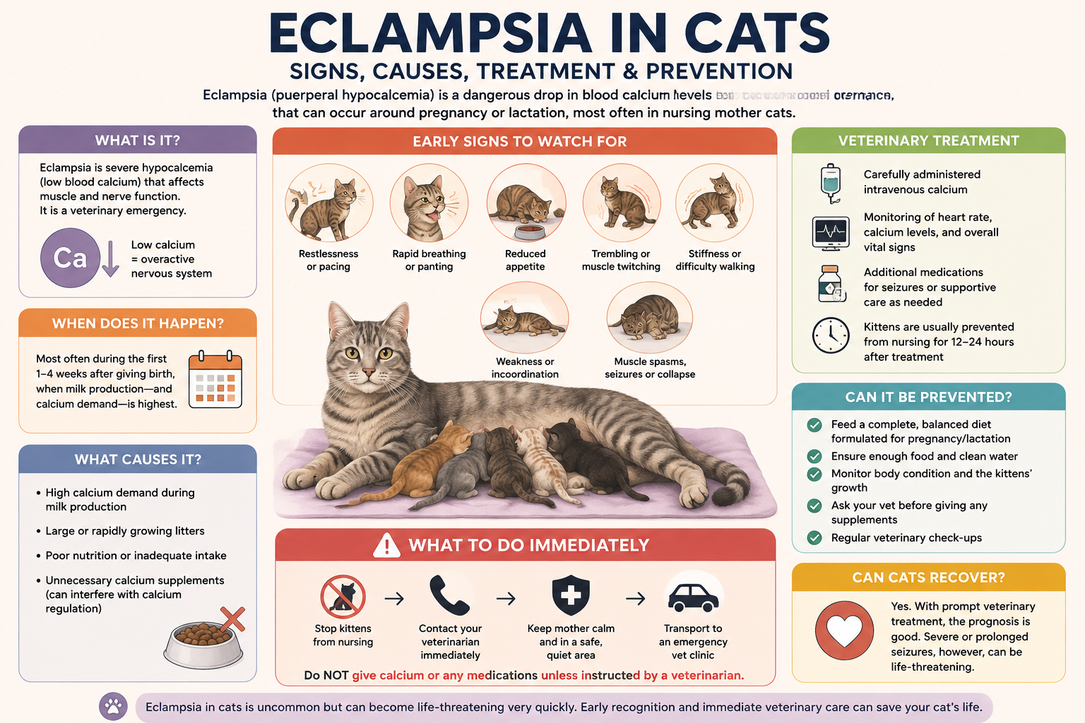 Eclampsia in cats showing signs, causes, treatment, emergency steps, and prevention
