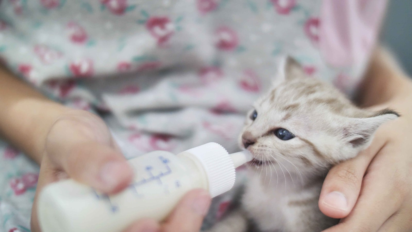 What Should You NOT Feed Newborn Kittens: a newborn kitten being bottle-fed