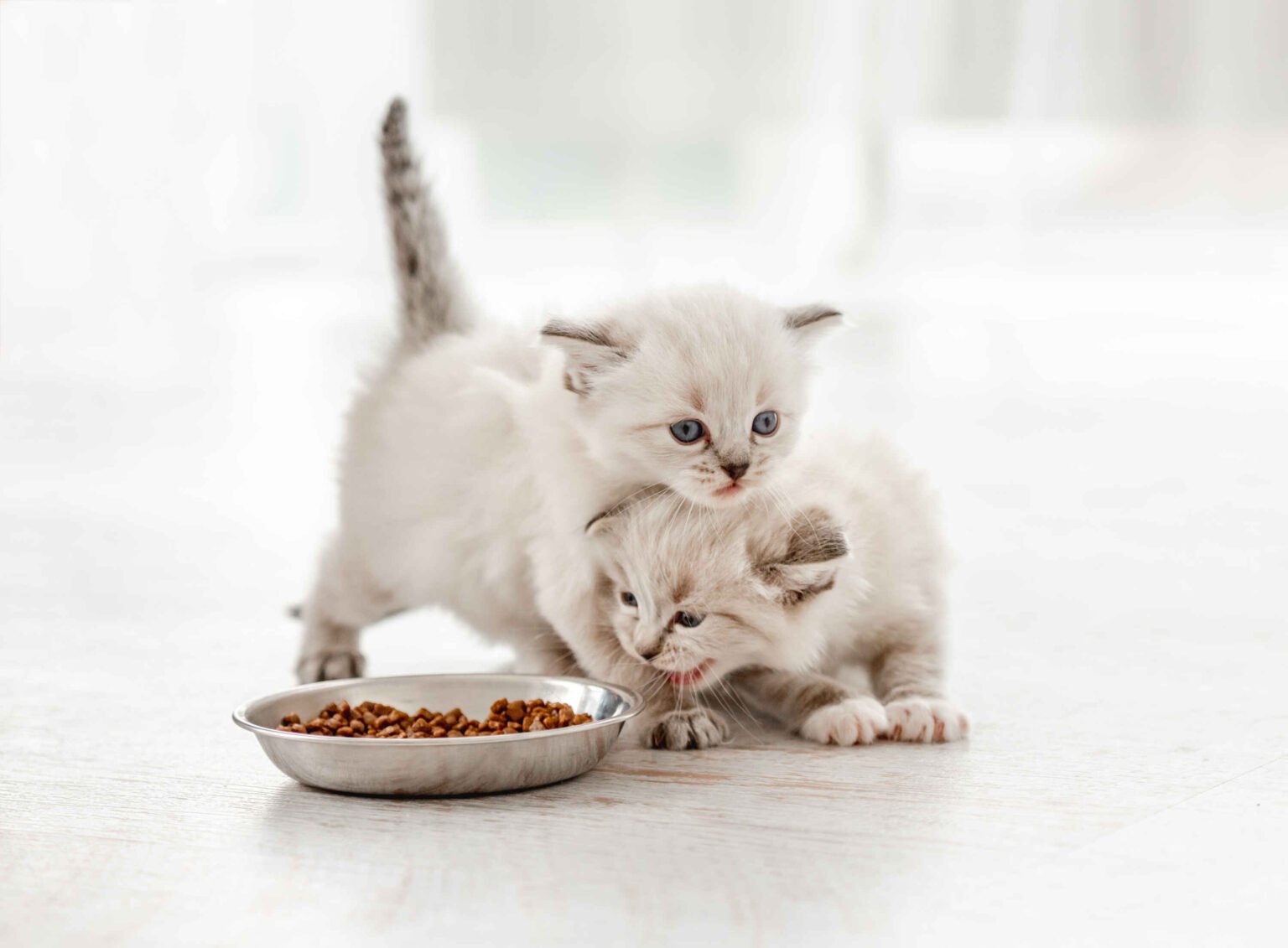 What to Feed Newborn Kittens: two kittens eating from a food bowl