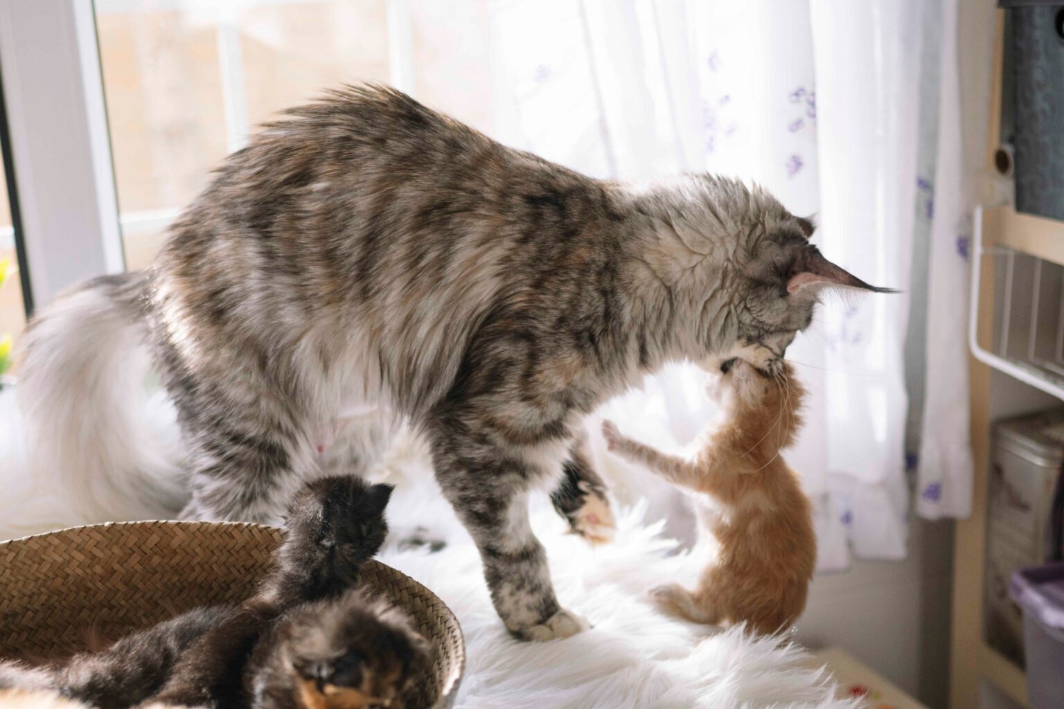 Why Is My Cat Rejecting Her Kittens? 9 Reasons & What to Do 1 Why Is My Cat Rejecting Her Kittens? A mother cat carries one kitten away while leaving the rest of the litter behind