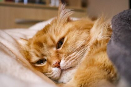 Cat digestive problems causing a tired and uncomfortable-looking cat