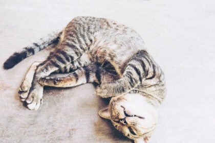 Cat mastitis in a nursing mother cat lying on the floor