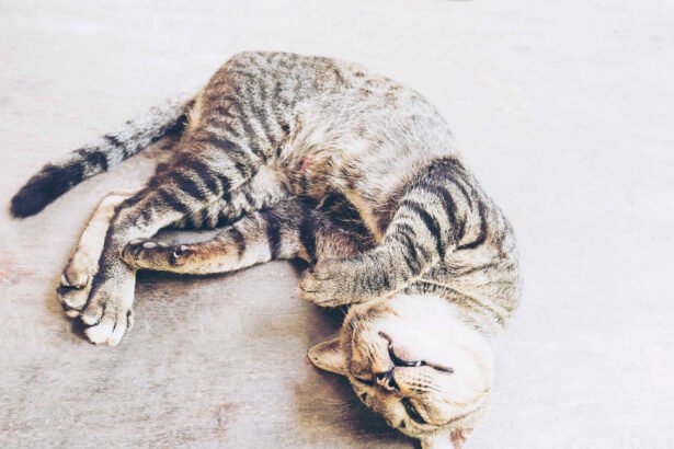 Cat mastitis in a nursing mother cat lying on the floor
