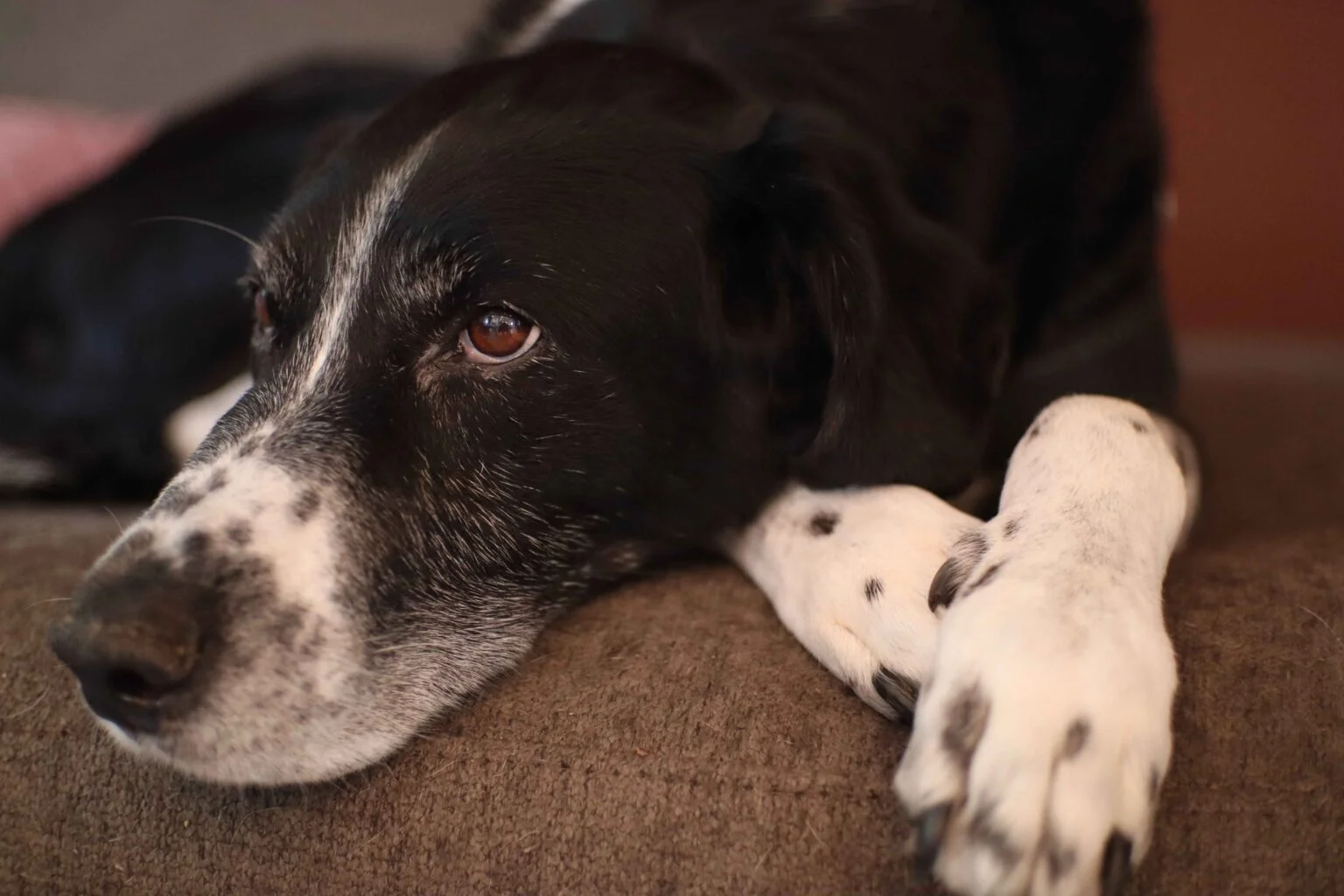 Early signs of arthritis in dogs showing stiffness and discomfort