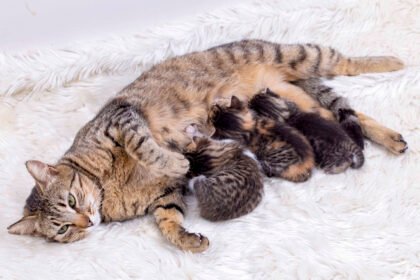 Mother cat nursing kittens, illustrating eclampsia in cats