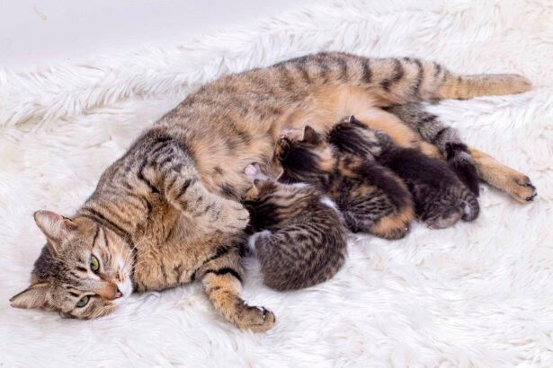 Mother cat nursing kittens, illustrating eclampsia in cats