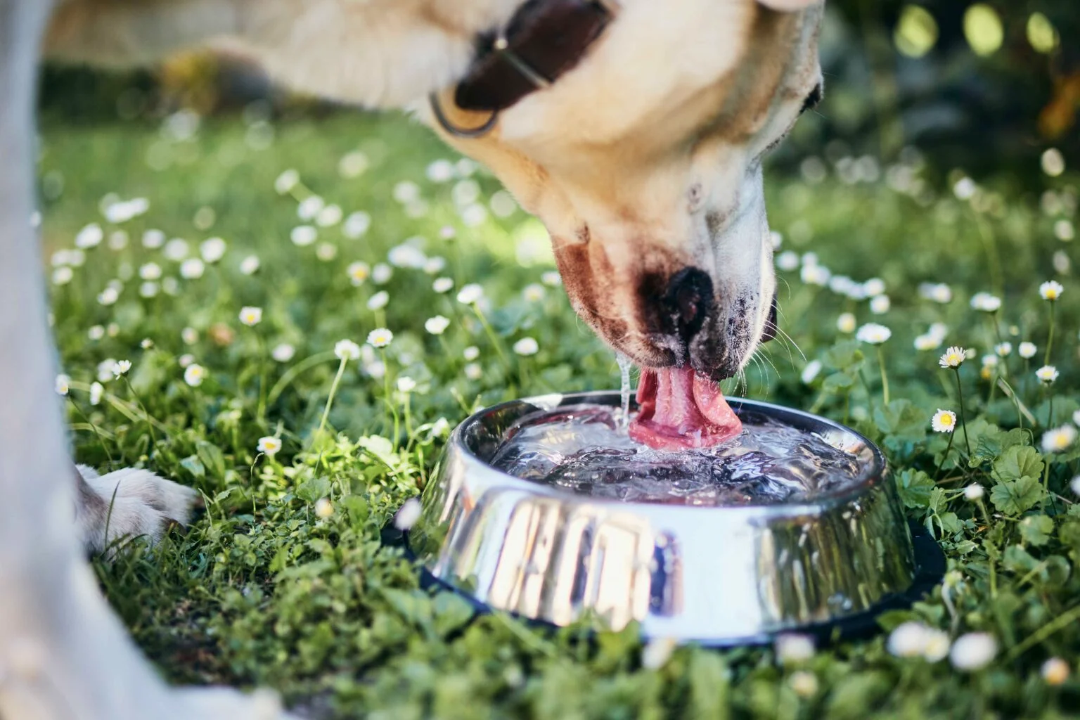Dog drinking water from a bowl outdoors