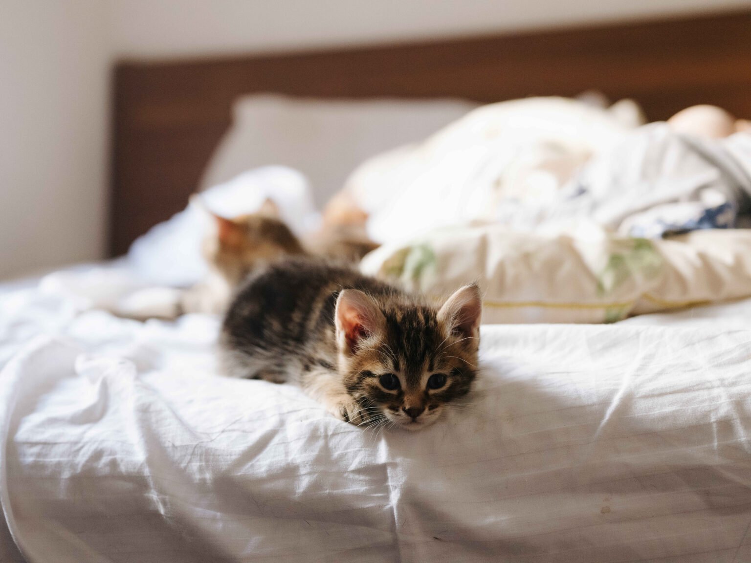Fading Kitten Syndrome: Signs, Causes, Treatment & What to Do 1 Fading kitten syndrome in a young kitten resting on a bed while showing signs of weakness