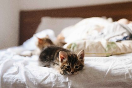Fading kitten syndrome in a young kitten resting on a bed while showing signs of weakness