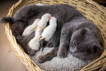 how many kittens can a cat have - Mother cat nursing a litter of kittens in a basket