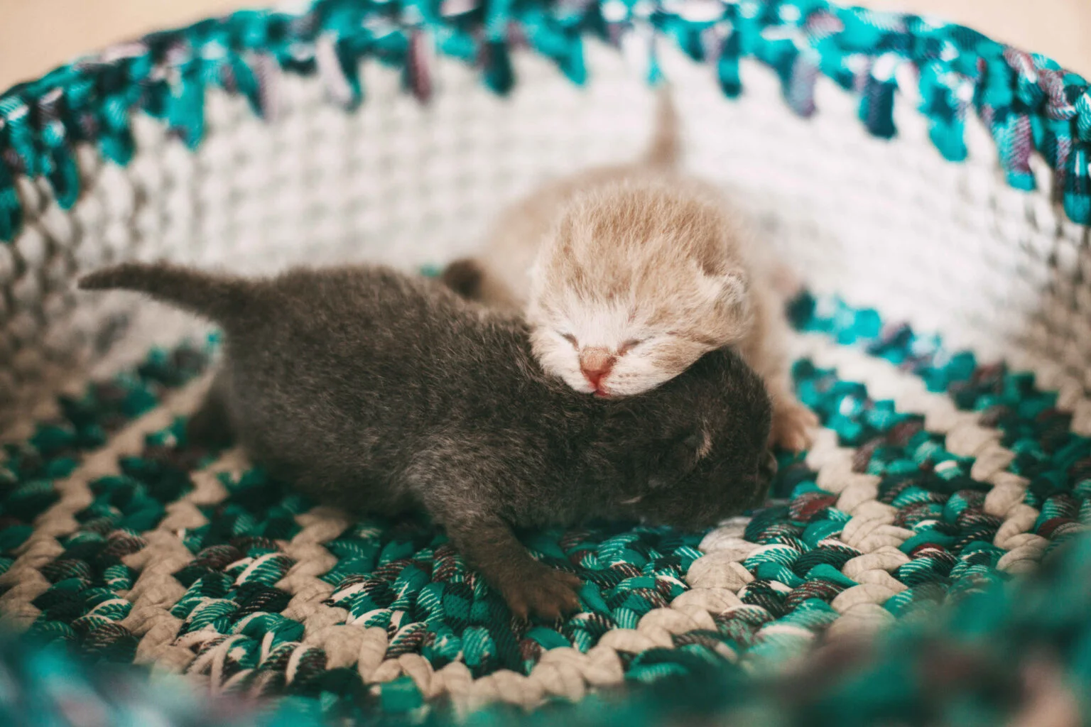 Two newborn kittens sleeping together during newborn kitten care