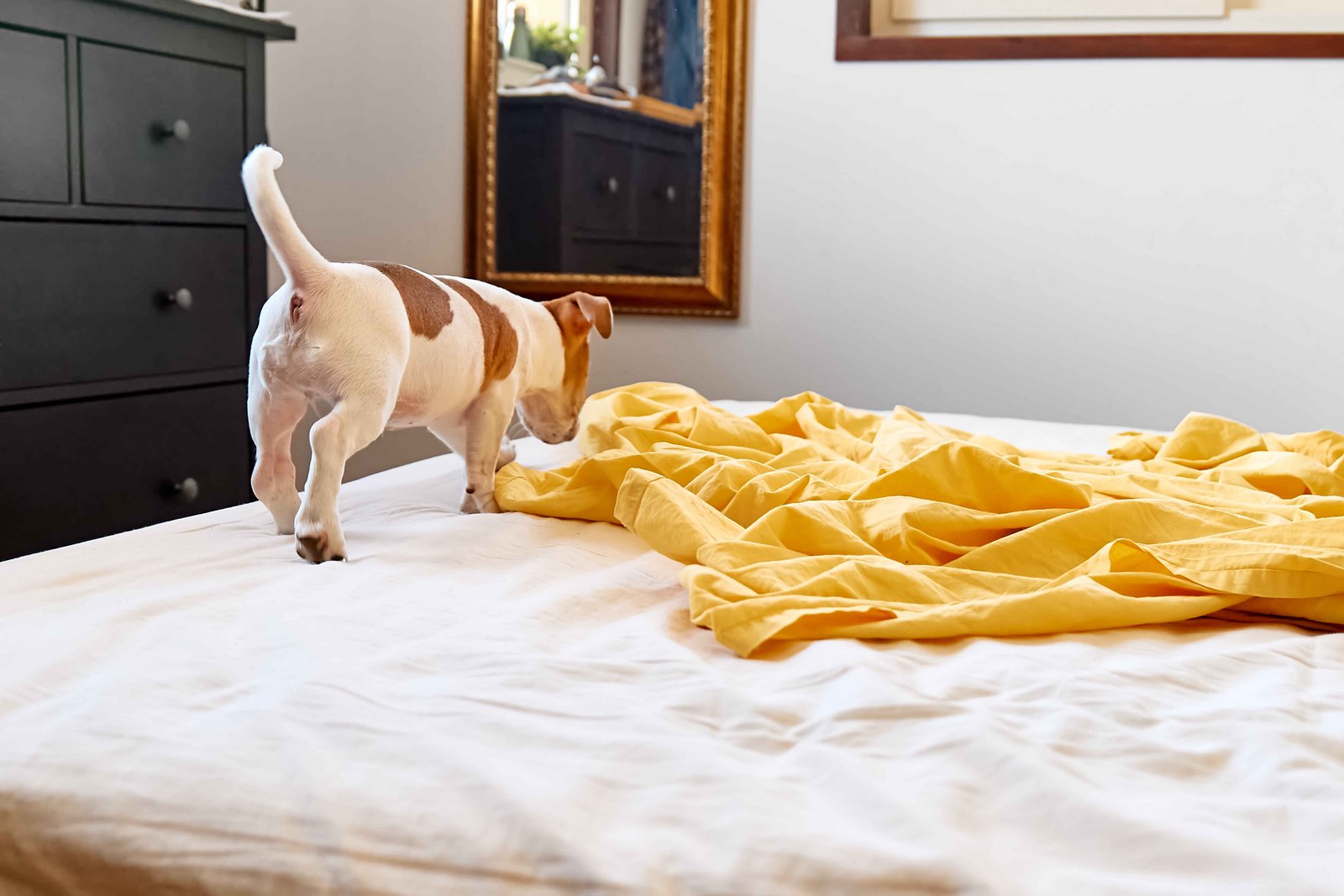 Dog sniffing a bed while investigating a spot where it previously urinated indoors