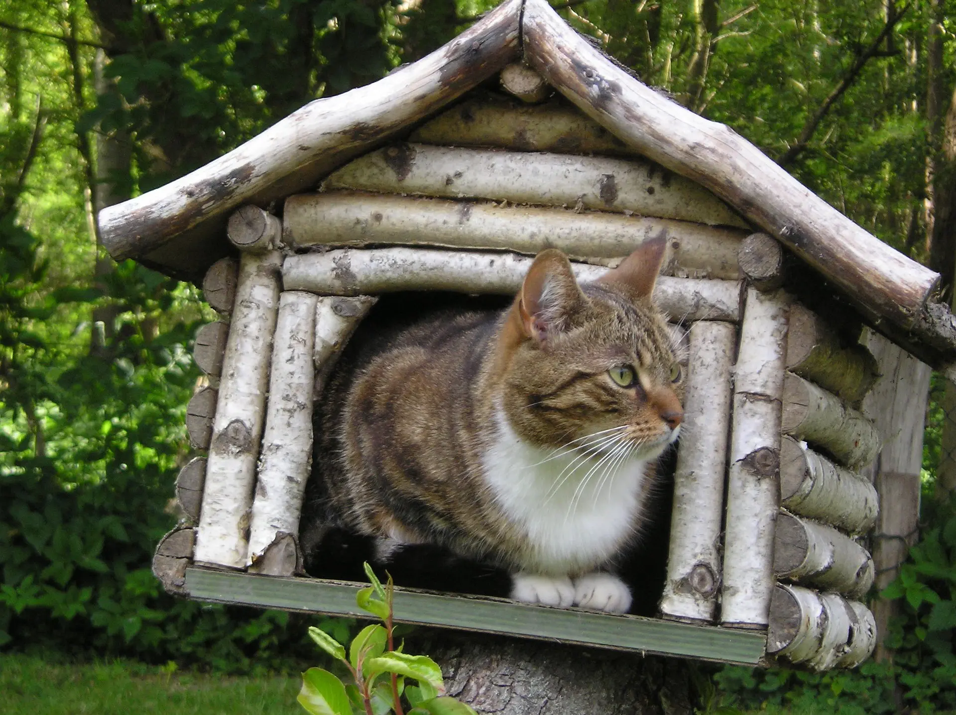 Keeping a Cat in a Small Apartment: Guide for Happy Indoor Cats