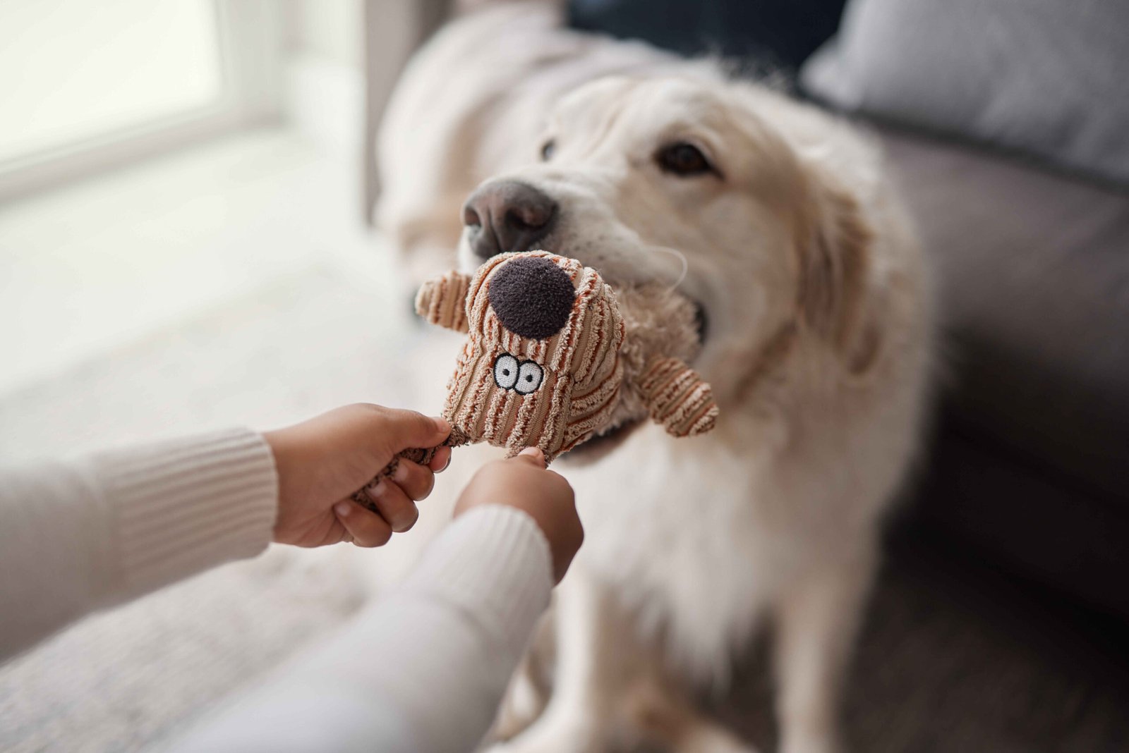 Essential Supplies for New Dog Owners: Complete Checklist 3 Dog playing tug of war toy activity affects eating habits