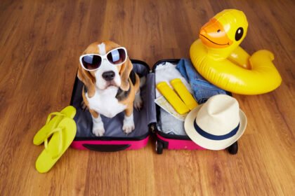 Holiday dog safety tips: Beagle dog sitting in suitcase ready for travel with accessories