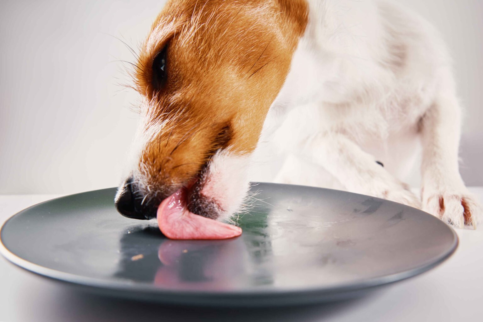 raw dog food recipes: Dog licking plate after eating raw food meal homemade diet