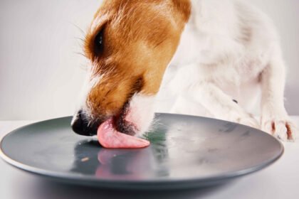 raw dog food recipes: Dog licking plate after eating raw food meal homemade diet