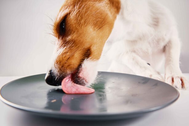 raw dog food recipes: Dog licking plate after eating raw food meal homemade diet