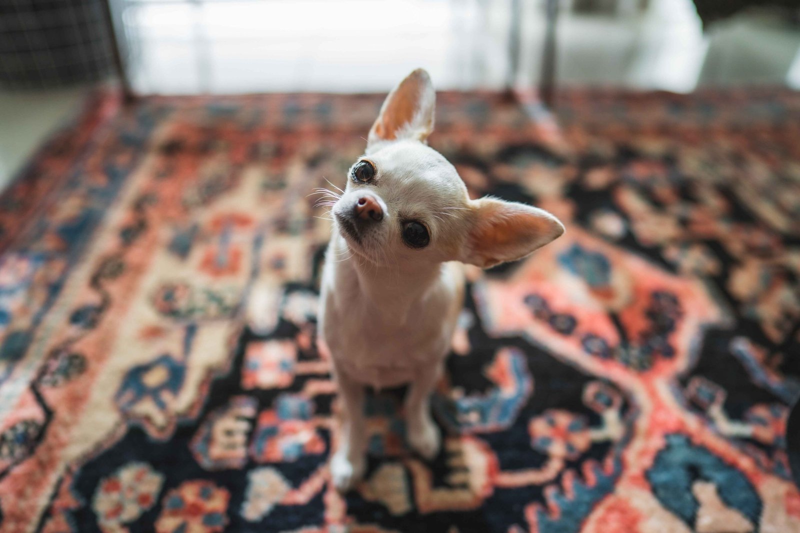 A small dog looking up while standing on the best carpet for dogs