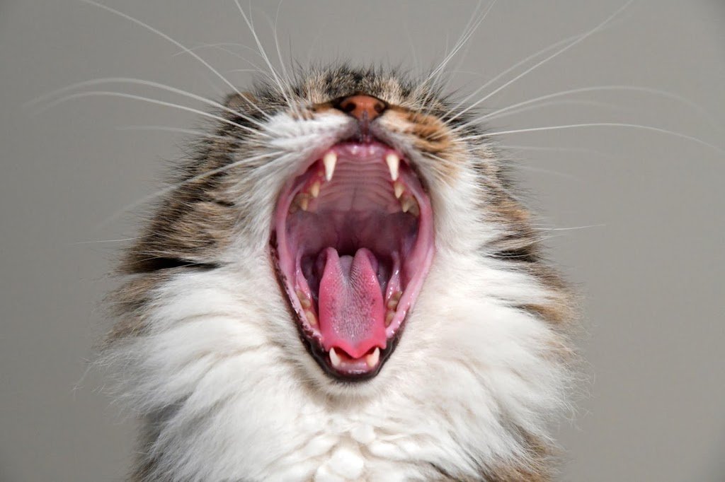 Why Does My Cat Have Bad Breath: Close-up of a cat’s open mouth showing teeth and gums, illustrating bad breath and oral health issues.