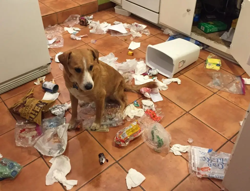 understanding dog behavior - Naughty dog chewing and tearing toilet paper on the floor at home.