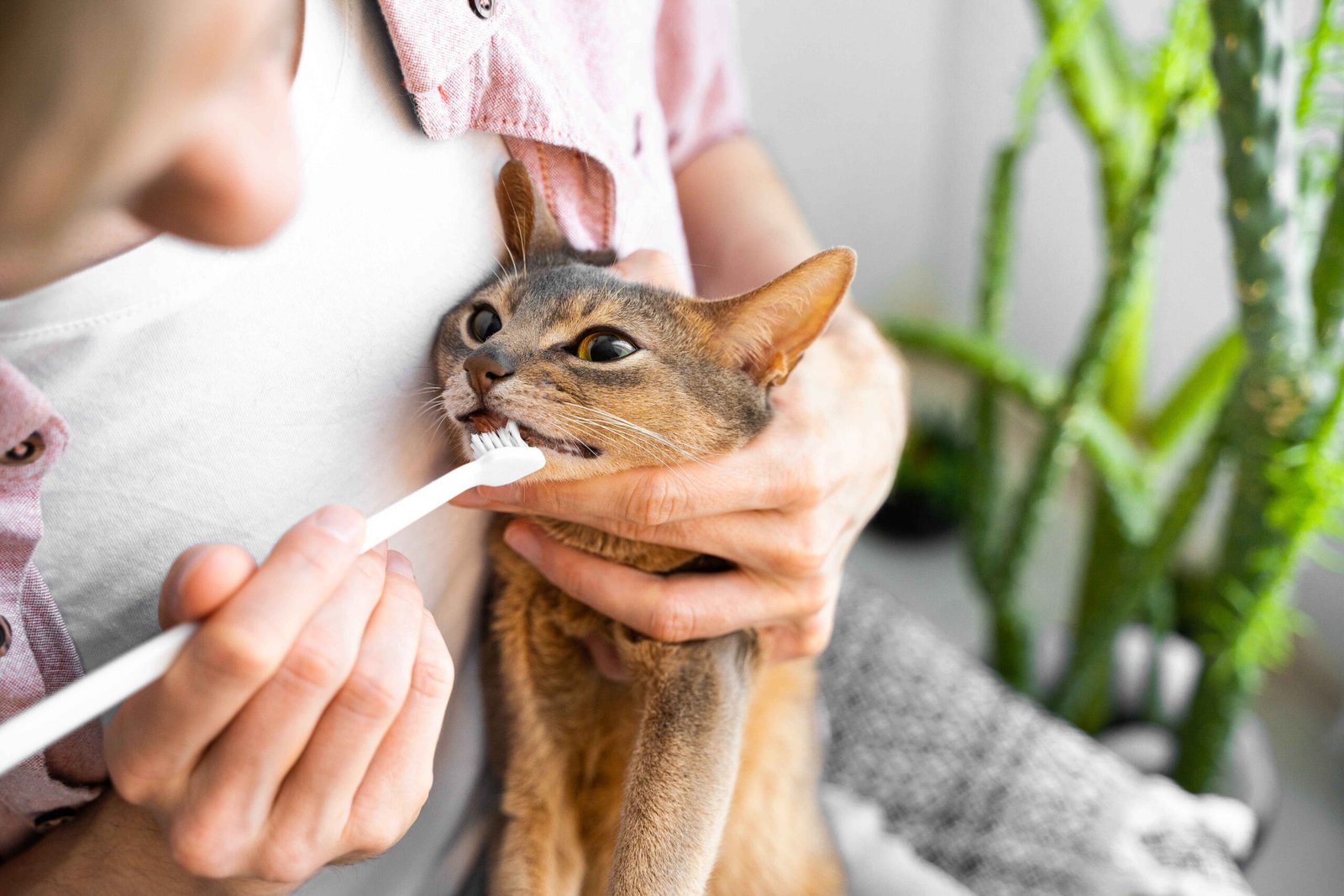why does my cat have bad breath