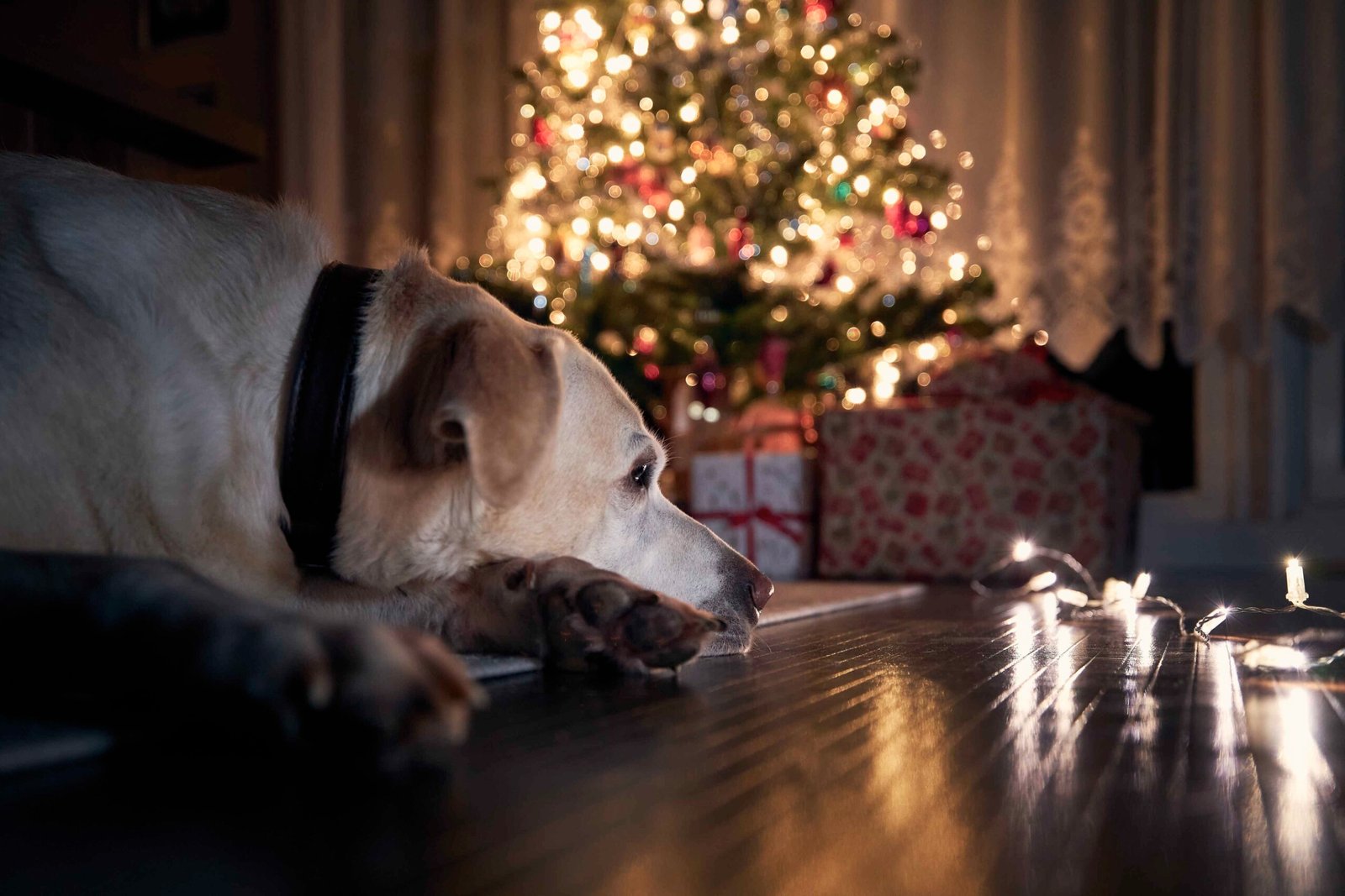 holiday dog safety tips