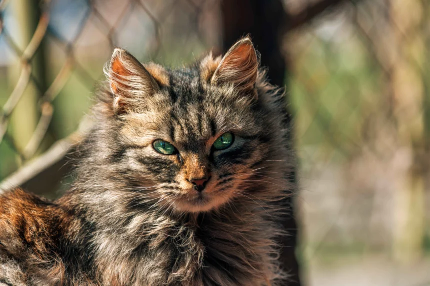 long haired tabby cat with green eyes looking directly at camera outdoors. Learn 20 Common Myths About Cats: Separating Feline Fact From Fiction