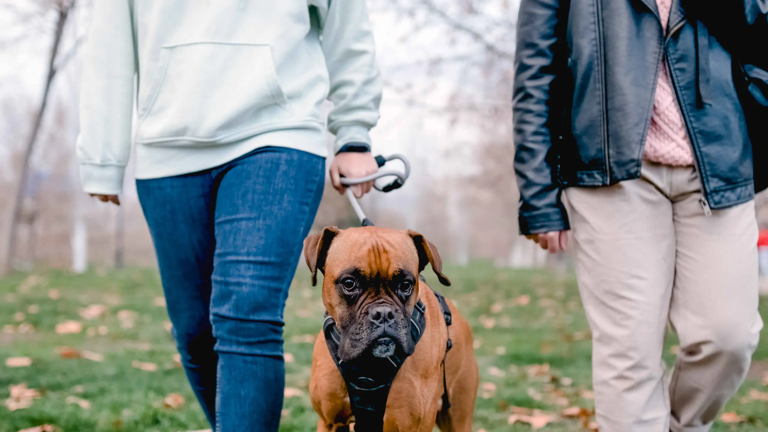 A couple walking their Boxer dog on a leash in a park.