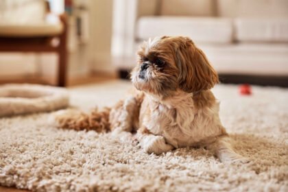 best carpet for dogs: A small Shih Tzu dog lying on a soft beige carpet in a cozy living room, looking to the side.