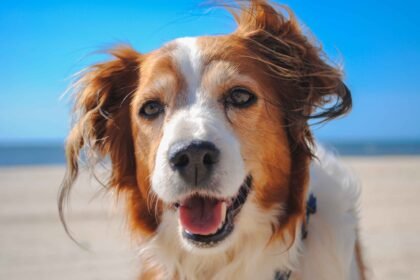 happy healthy dog at the beach enjoying outdoor exercise, how to keep your dog healthy