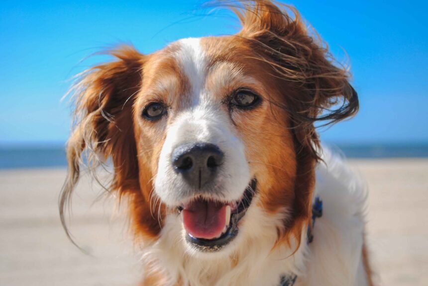 happy healthy dog at the beach enjoying outdoor exercise, how to keep your dog healthy