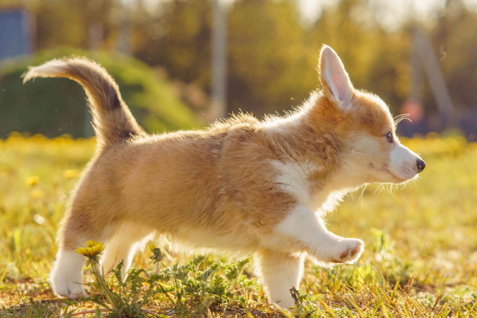are puppies color blind - puppy walking outdoors in sunlight demonstrating dog vision and color perception