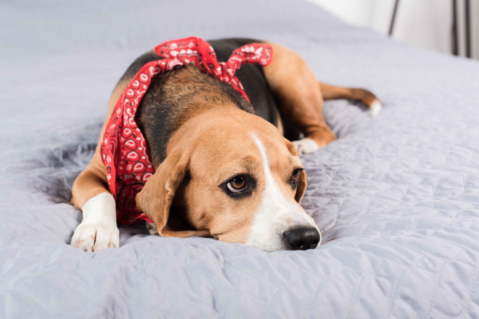 why does my dog pee on my bed Beagle dog lying on a bed after peeing indoors due to anxiety, marking, or a medical condition