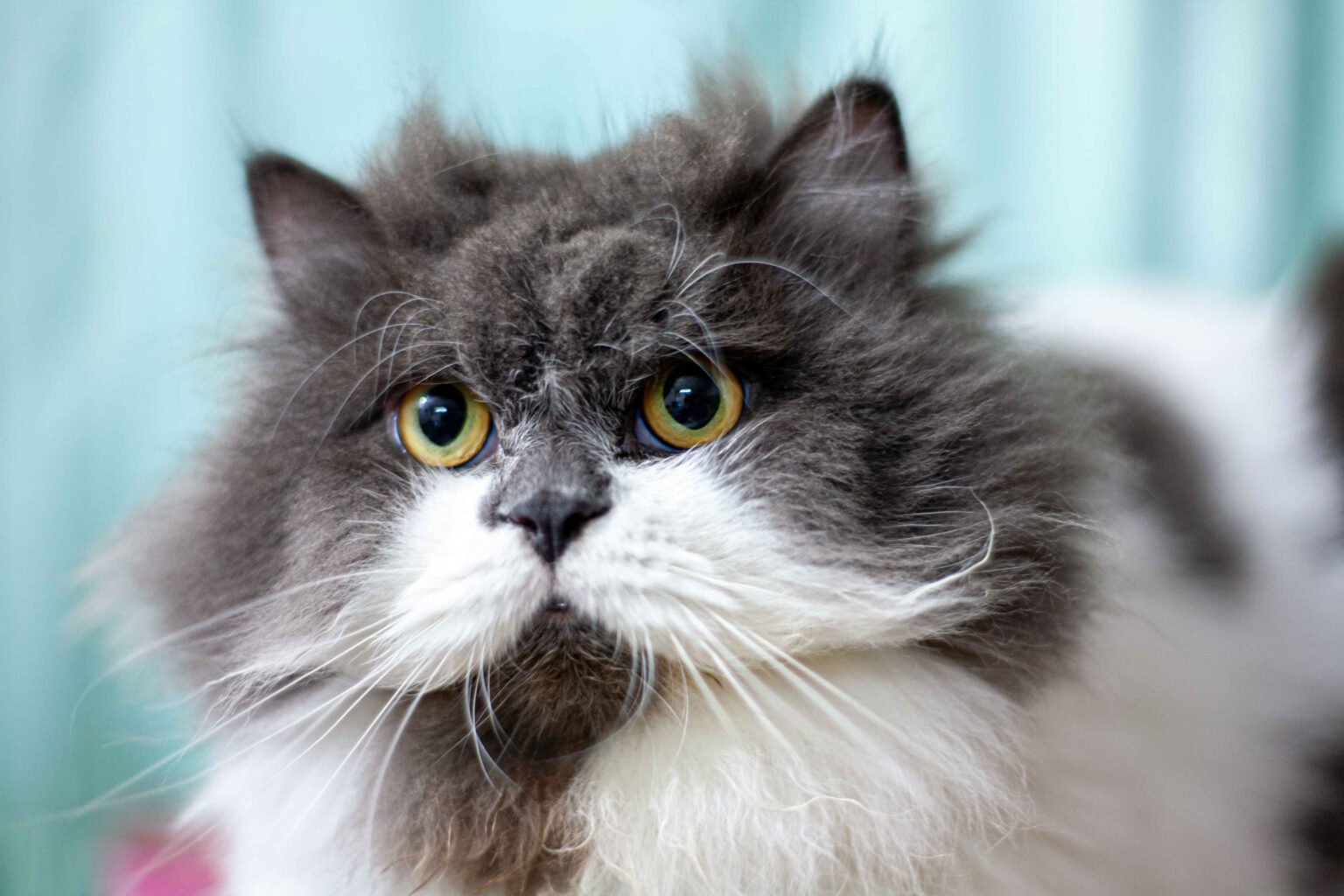 senior long haired cat with bright eyes resting calmly indoors, how to keep a senior cat healthy