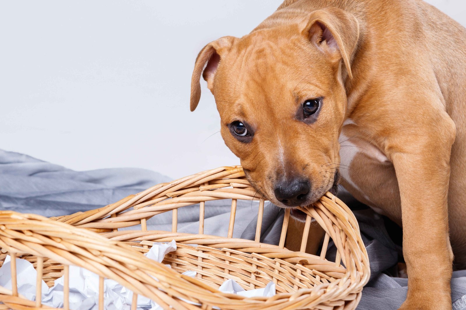 How to Stop a Dog From Chewing Furniture When Home Alone 2 A Staffordshire Terrier puppy chewing on a wicker basket indoors.