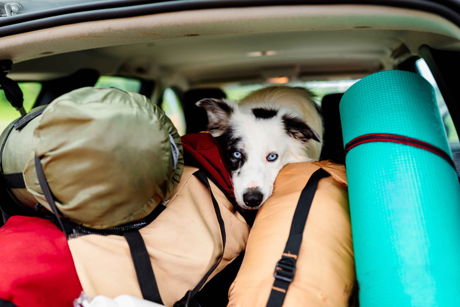 A dog sitting comfortably in a car trunk surrounded by travel bags