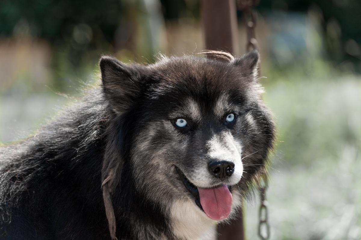 Agouti Husky showing dark wolf-like coloring