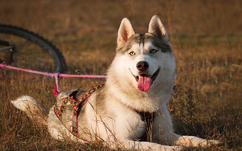 Lean athletic Alaskan Husky Mix