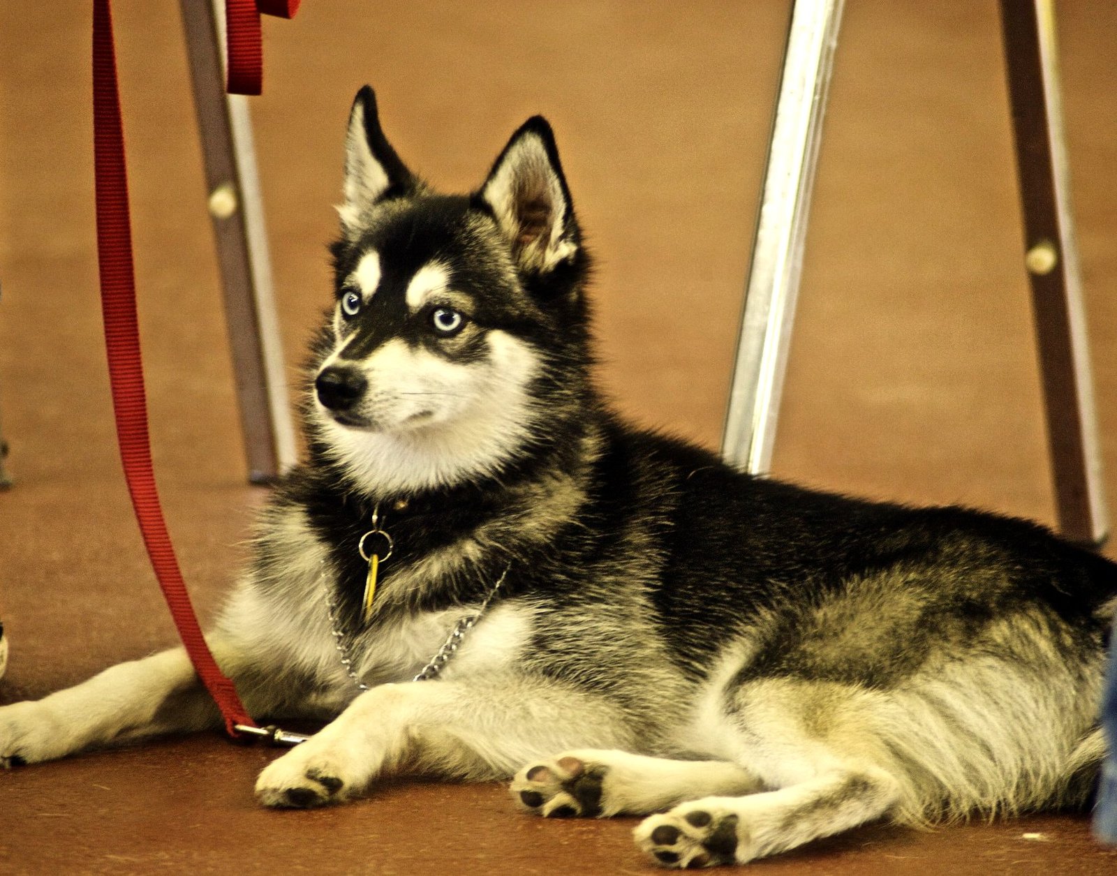 miniature husky Alaskan Klee Kai