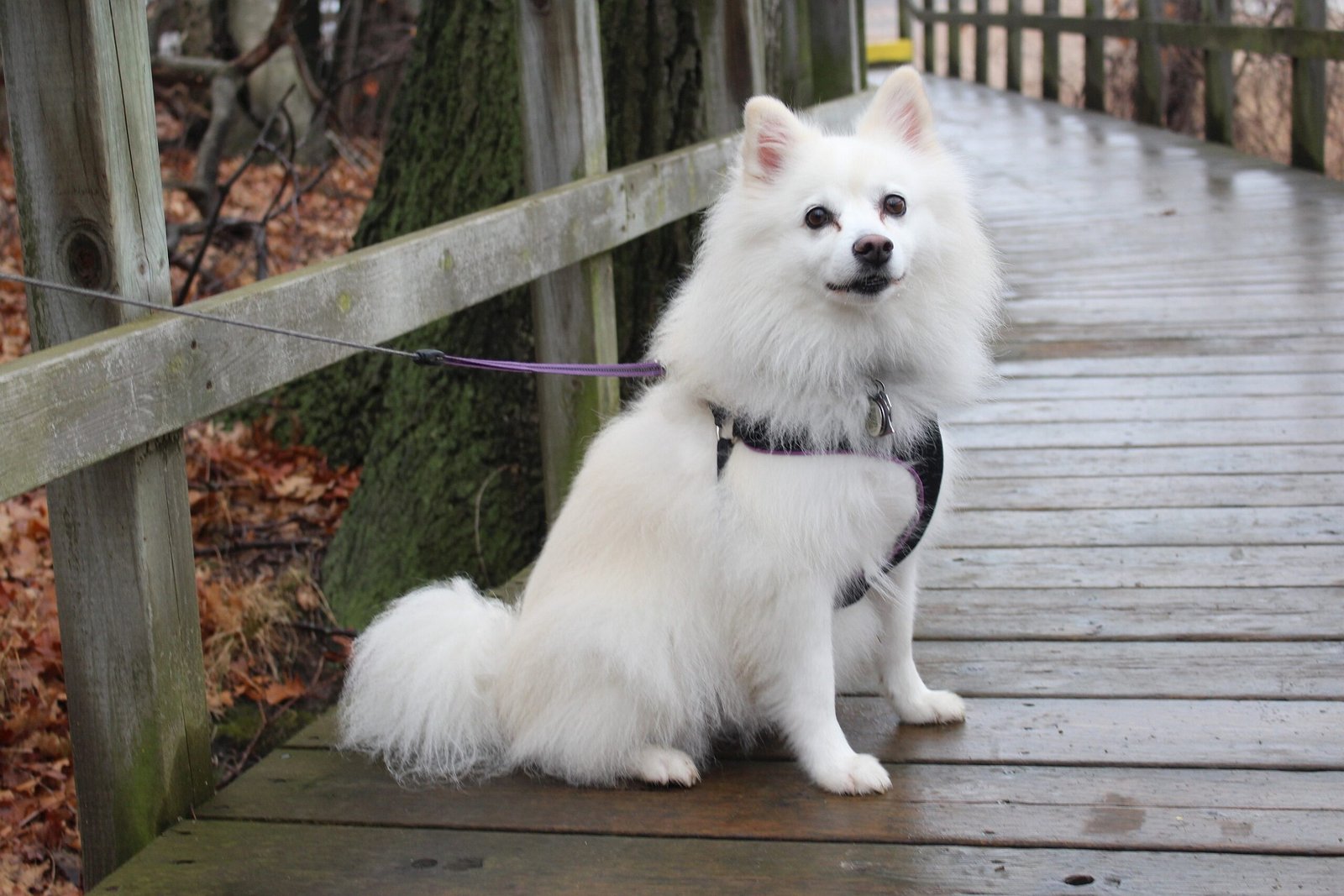 Fluffy white American Eskimo Dog