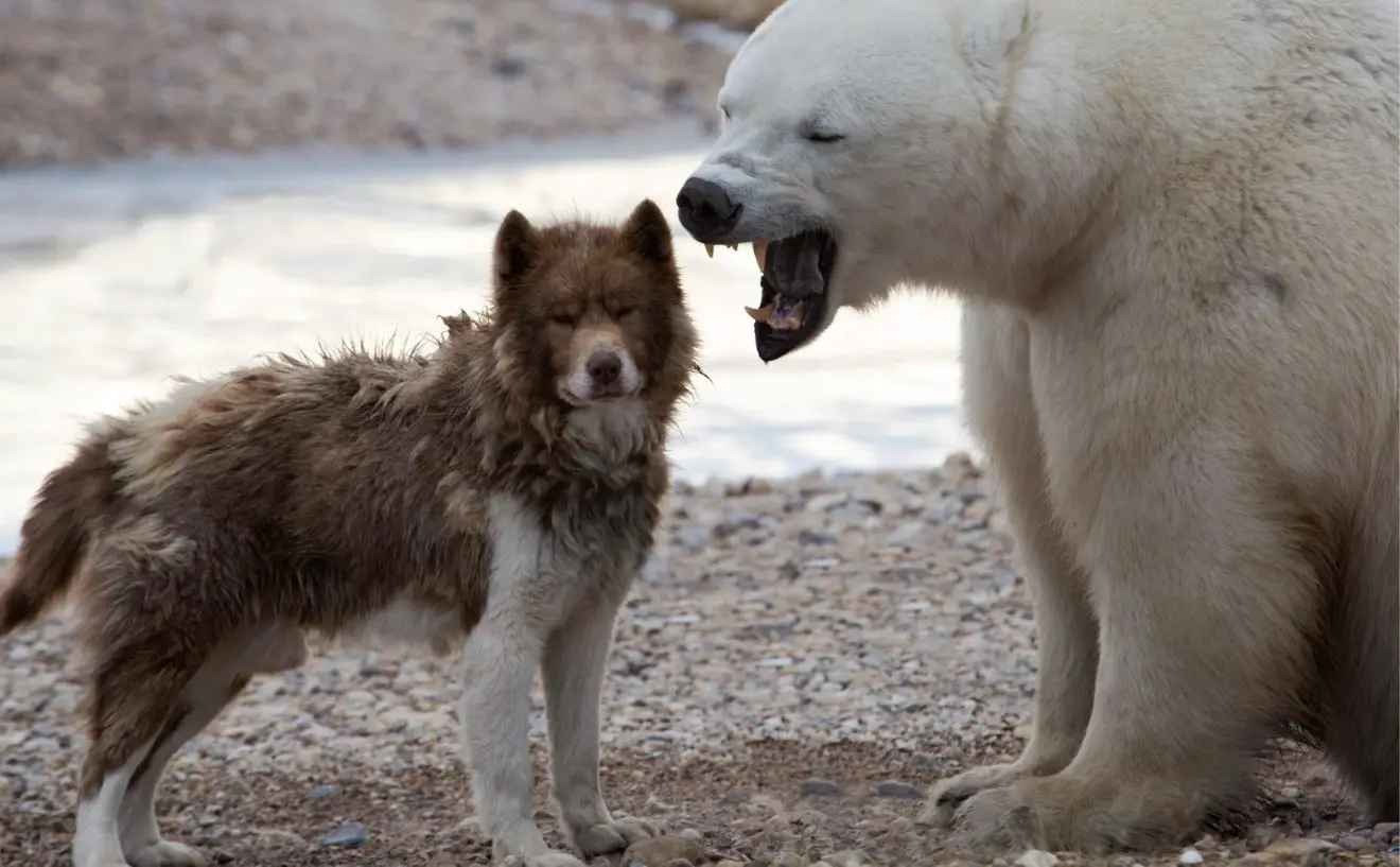 Large Canadian Eskimo Dog standing outdoors